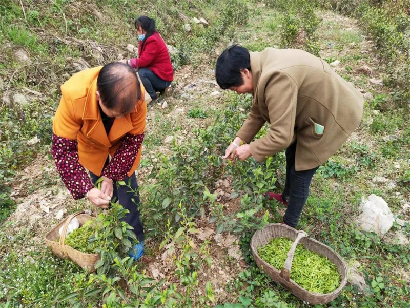 071688694749179946.jpg 榮譽丨公司在2022年度省級定點幫扶考核中獲多項榮譽(3).jpg